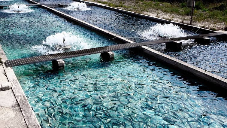 لیست کامل تجهیزات مورد نیاز برای استخر پرورش ماهی